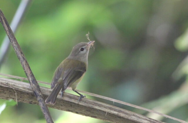 Puerto Rican Vireo