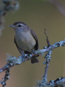 Brown-capped Vireo