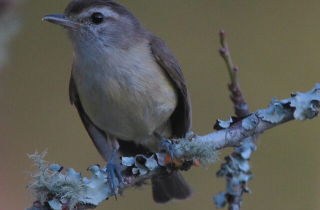 Brown-capped Vireo
