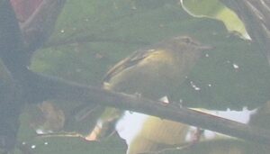 Choco Vireo