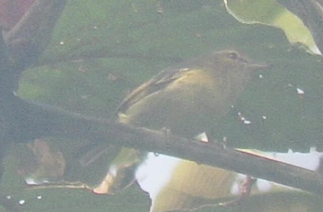 Choco Vireo