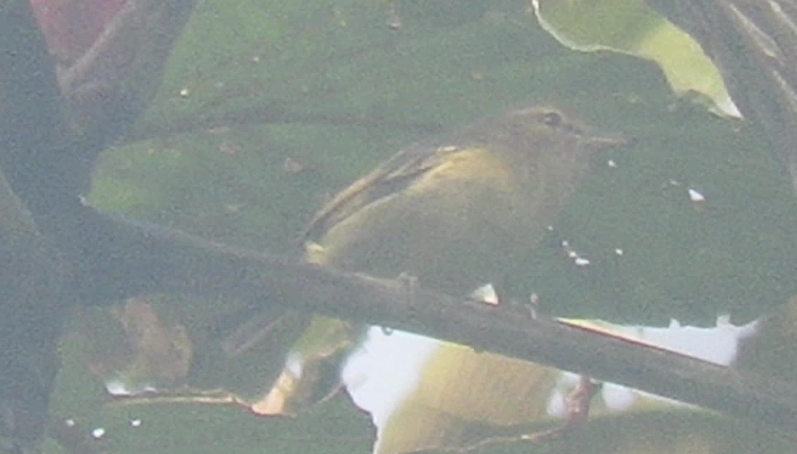 Choco Vireo