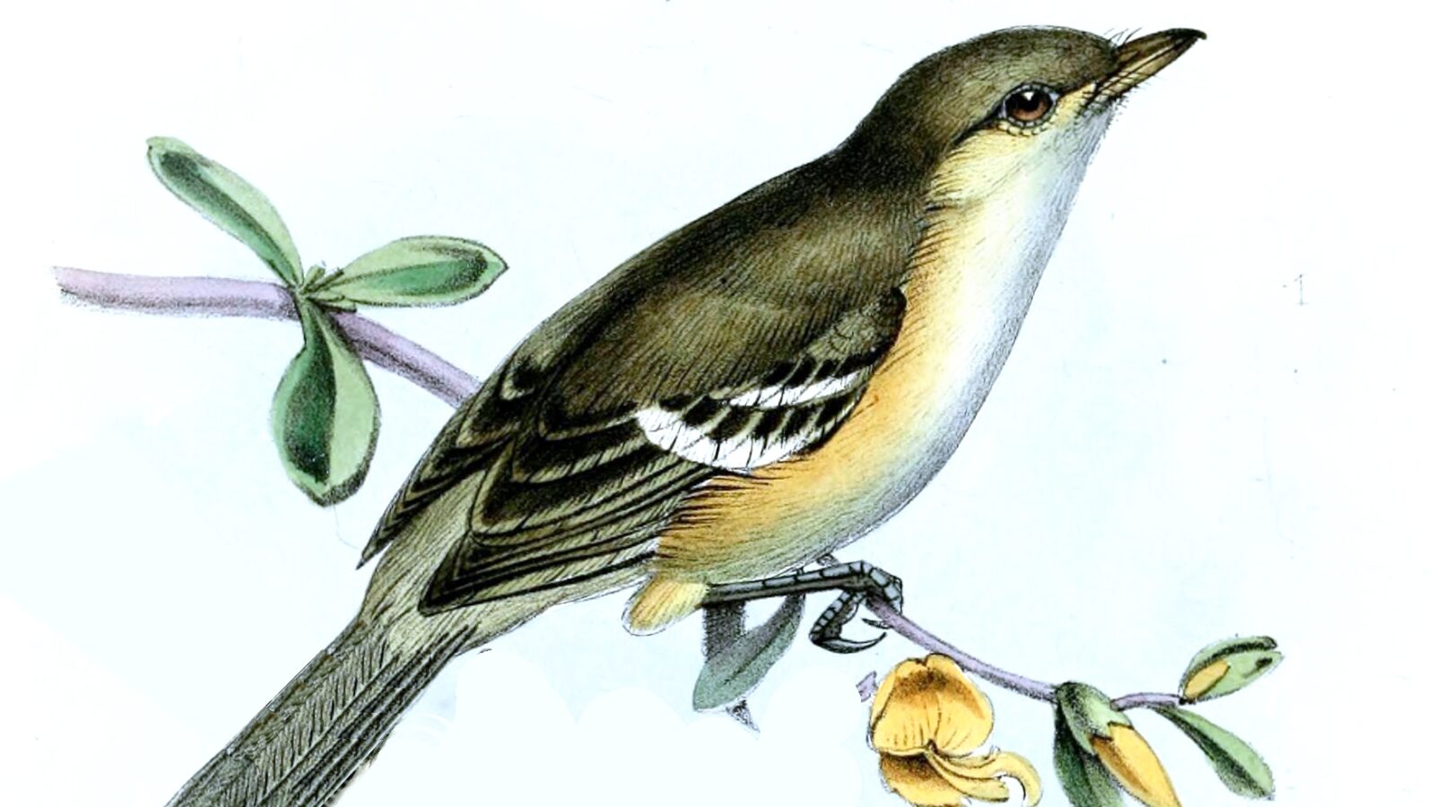 Jamaican Vireo