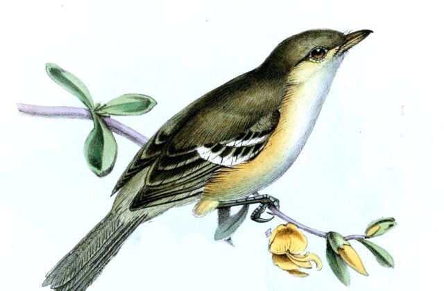 Jamaican Vireo