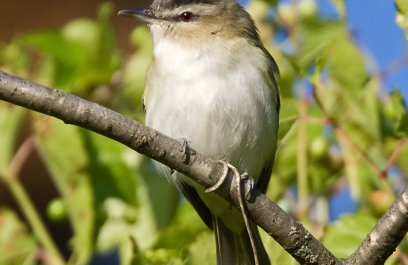 Red-eyed Vireo