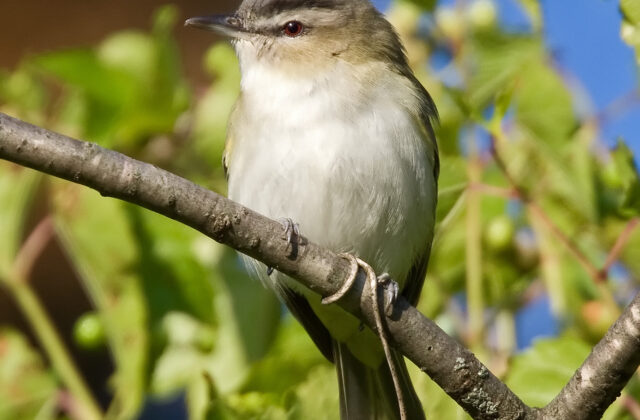 Red-eyed Vireo