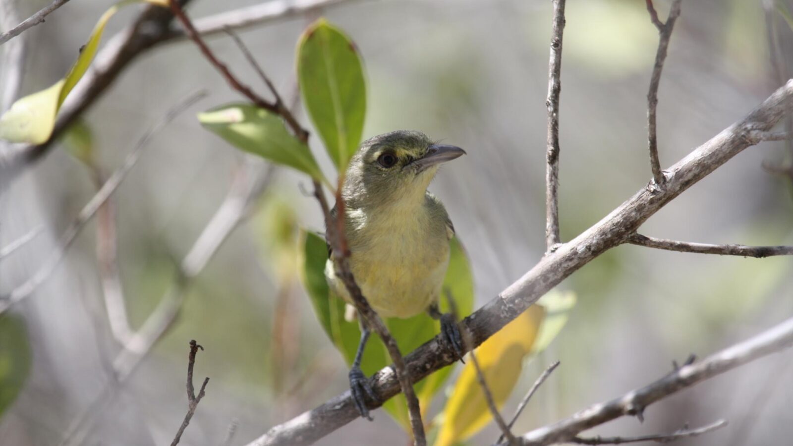 Mangrove Vireo