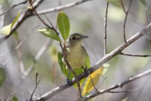 Mangrove Vireo