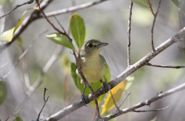 Mangrove Vireo