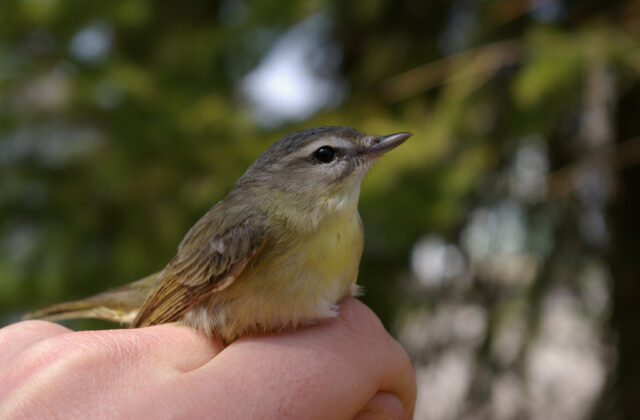 Philadelphia Vireo