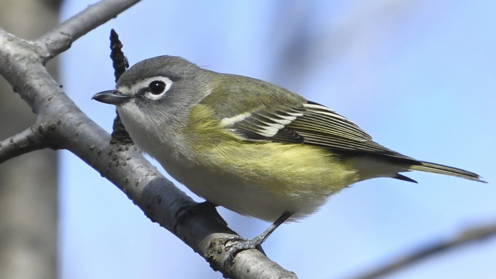 Blue-headed Vireo