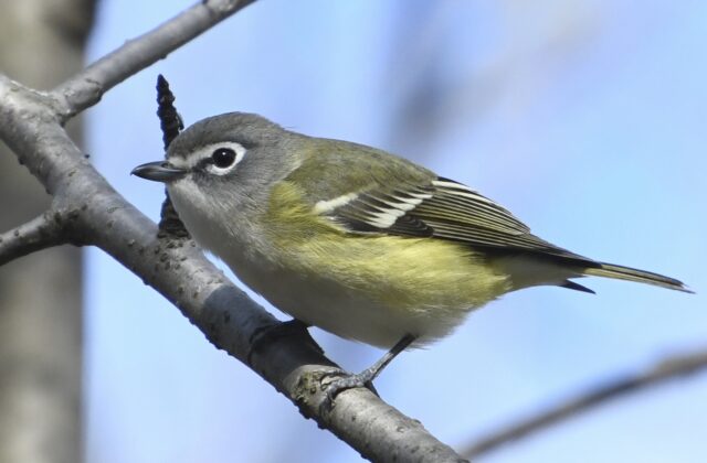 Blue-headed Vireo