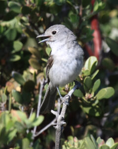 Grey Vireo