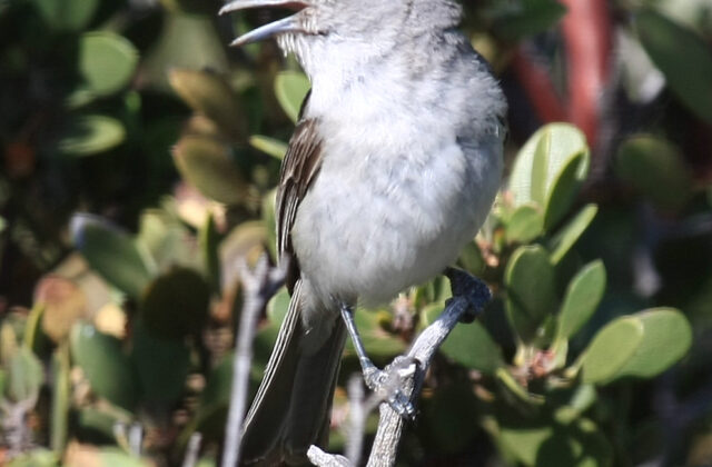 Grey Vireo