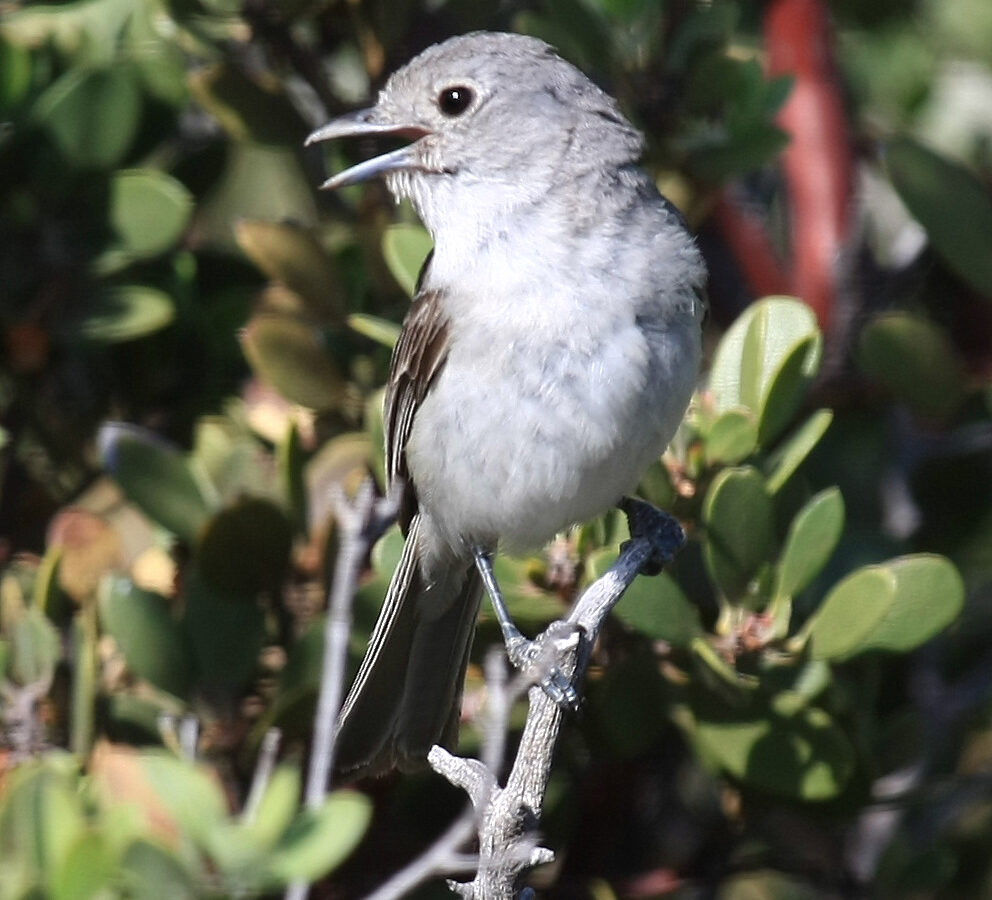 Grey Vireo