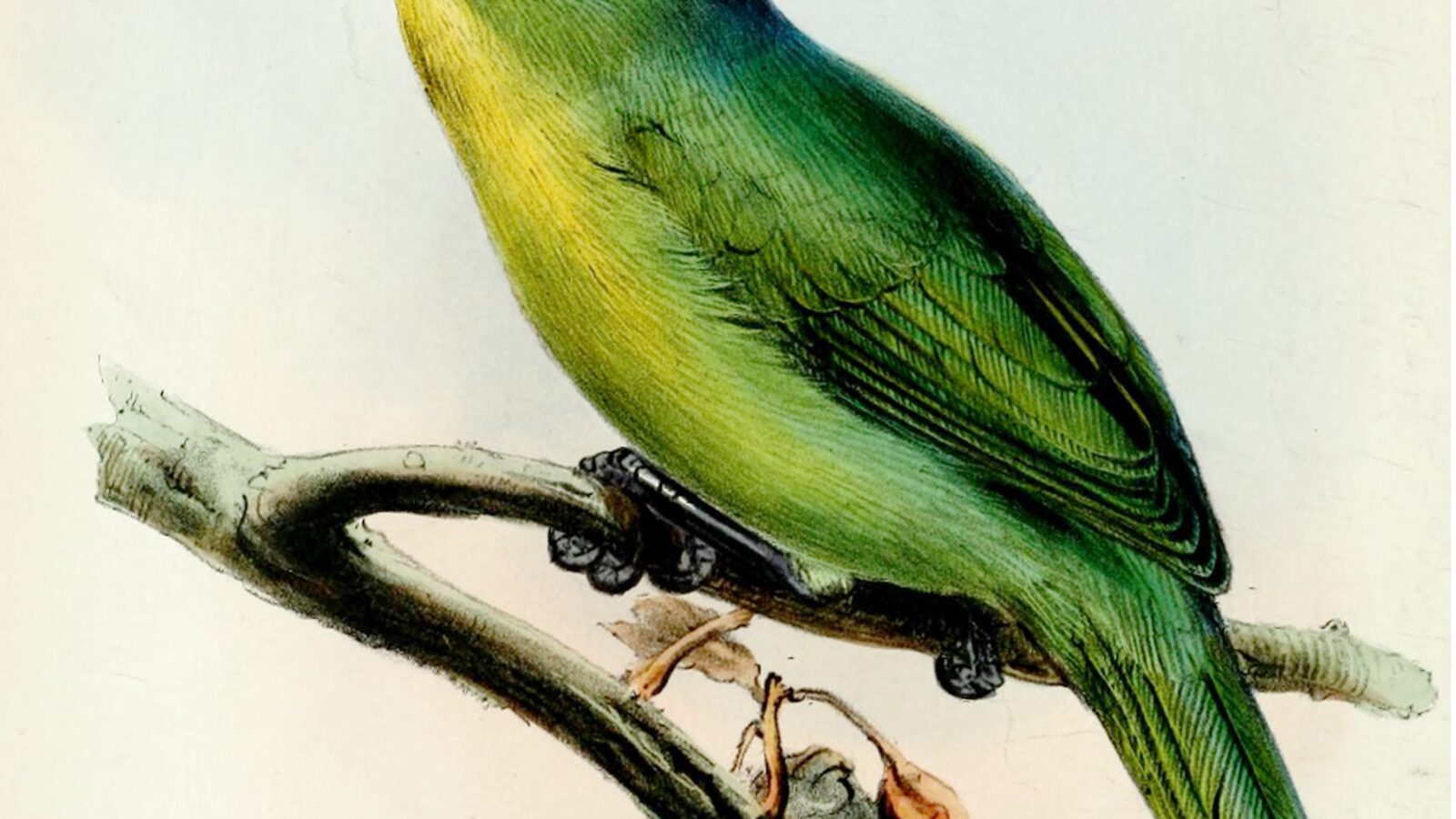 Yellow-browed Shrike-Vireo
