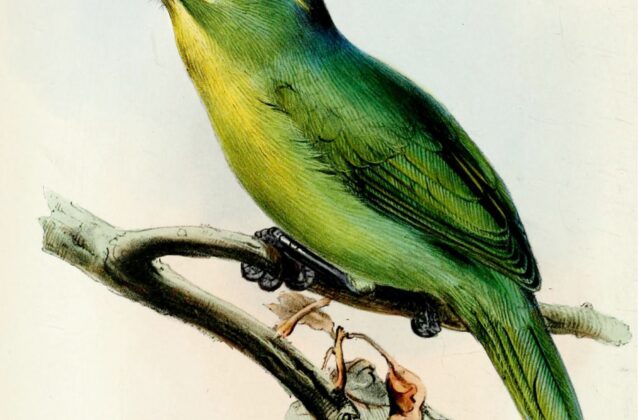 Yellow-browed Shrike-Vireo
