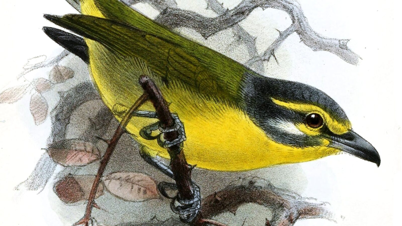 Slaty-capped Shrike-Vireo
