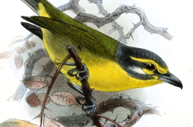 Slaty-capped Shrike-Vireo