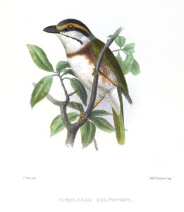 Chestnut-sided Shrike-Vireo