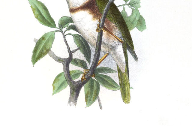 Chestnut-sided Shrike-Vireo