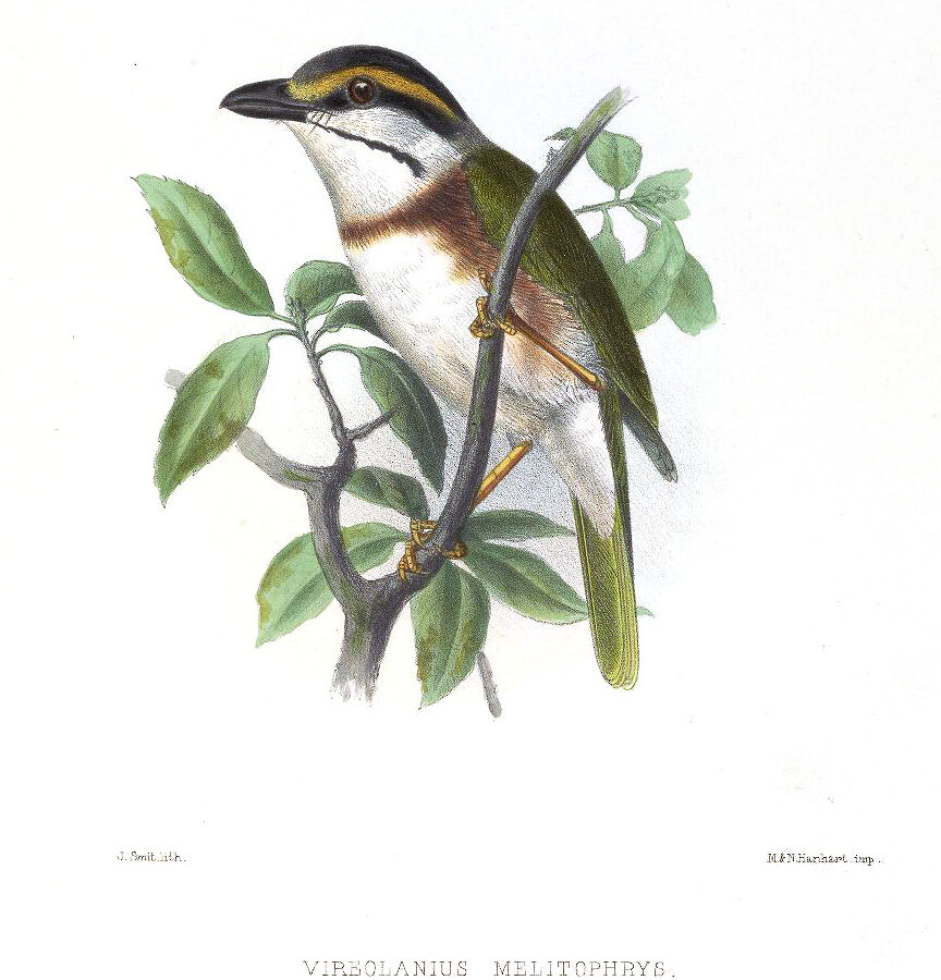 Chestnut-sided Shrike-Vireo