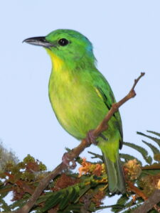 Green Shrike-Vireo