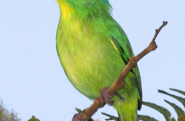 Green Shrike-Vireo