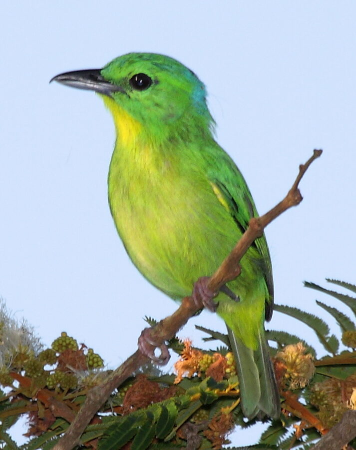 Green Shrike-Vireo