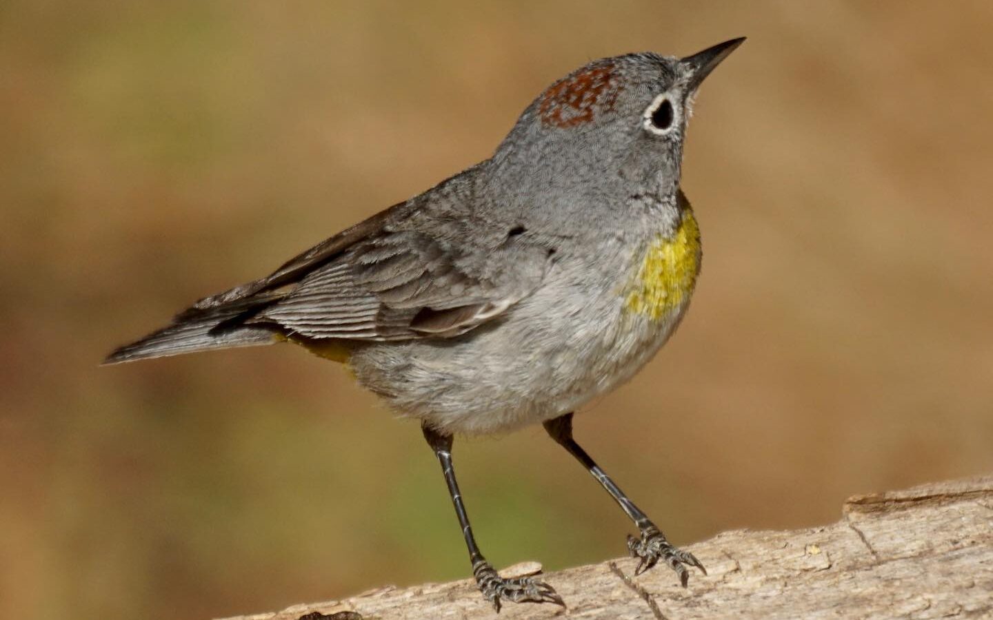 Virginia’s Warbler