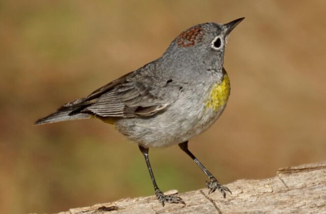 Virginia’s Warbler