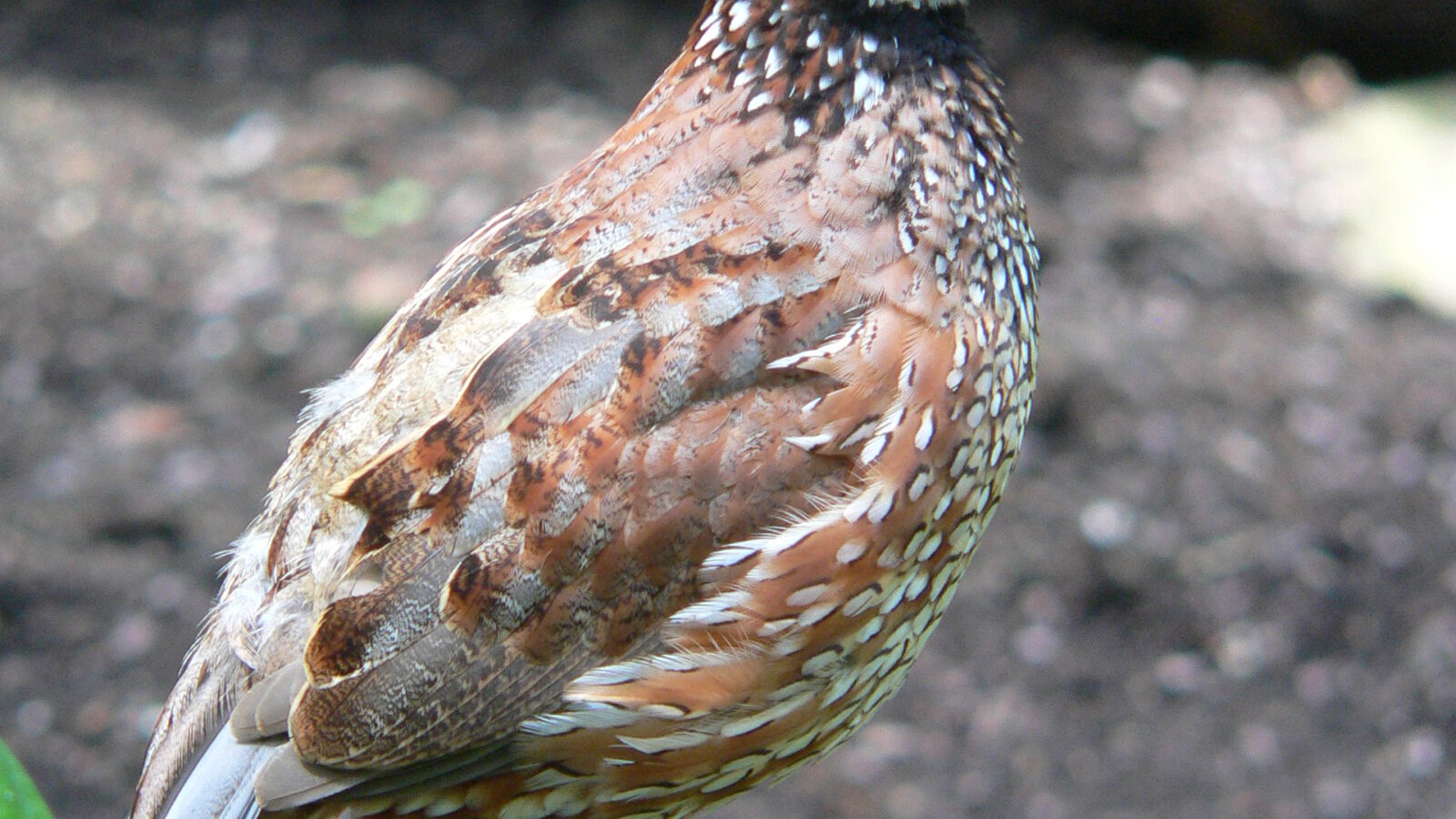Northern Bobwhite