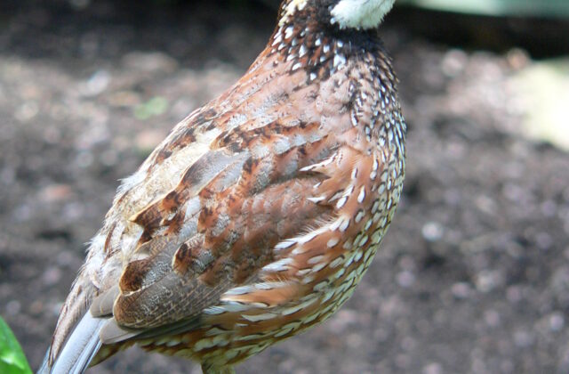 Northern Bobwhite