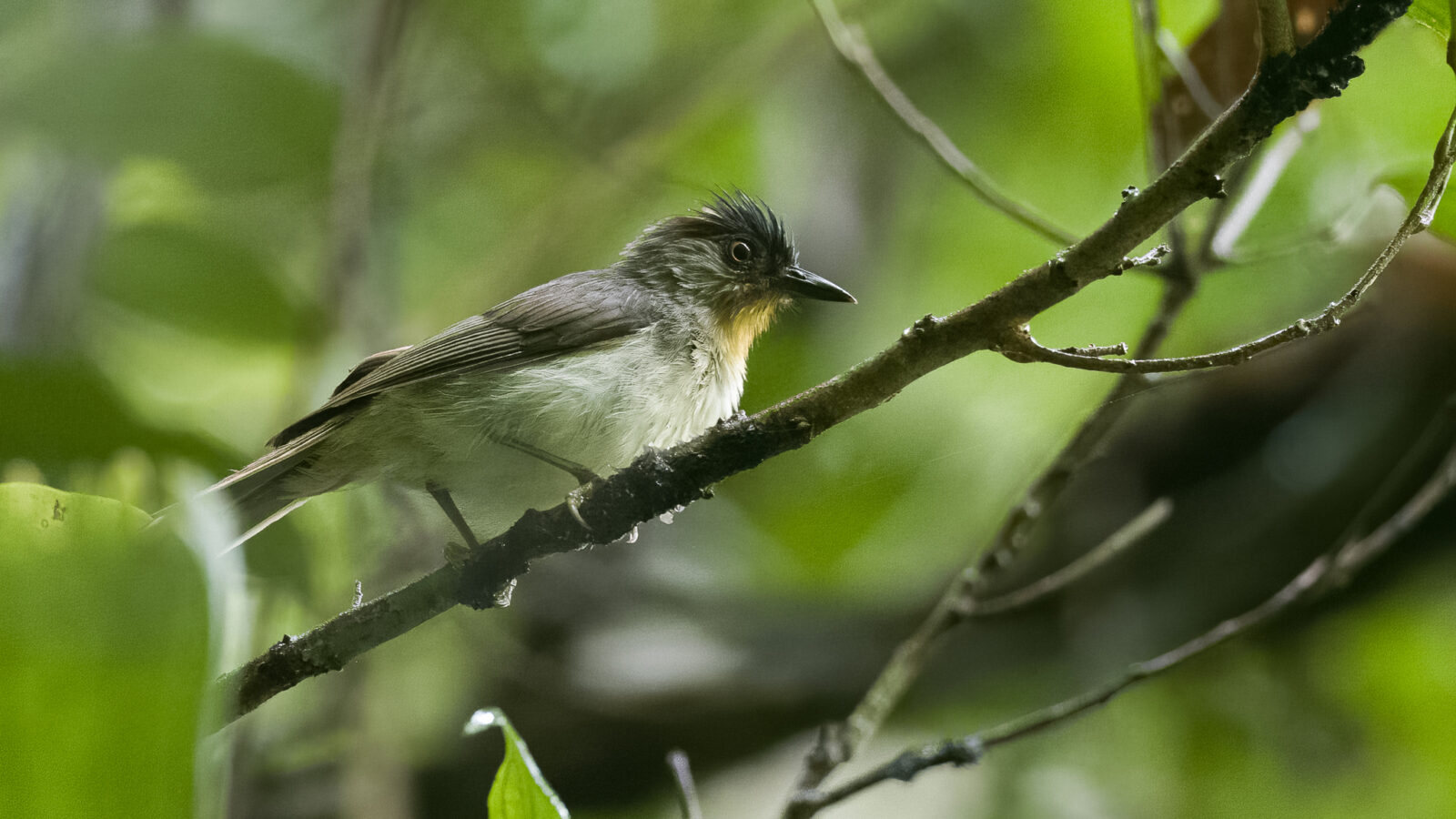 Visayan Babbler