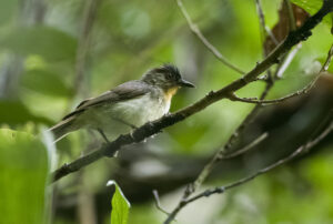 Visayan Babbler