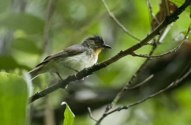 Visayan Babbler