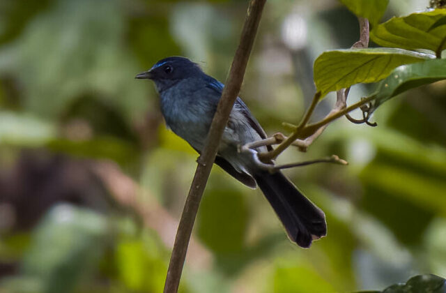 Visayan Blue Fantail