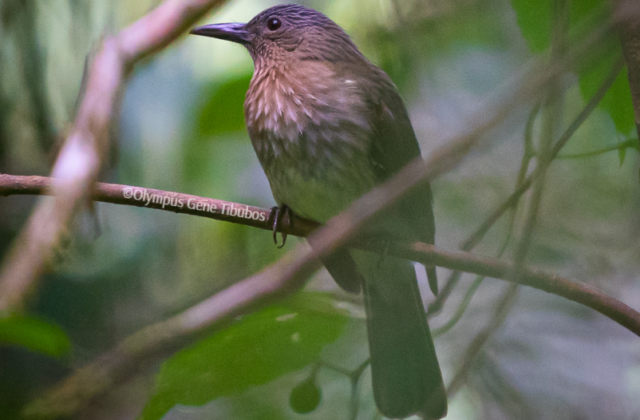 Visayan Bulbul