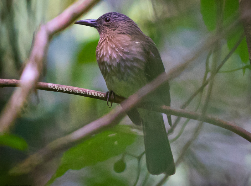 Visayan Bulbul