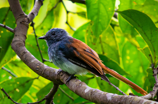 Visayan Fantail