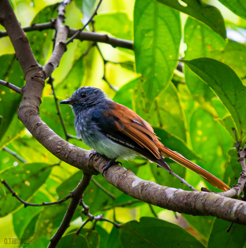 Visayan Fantail
