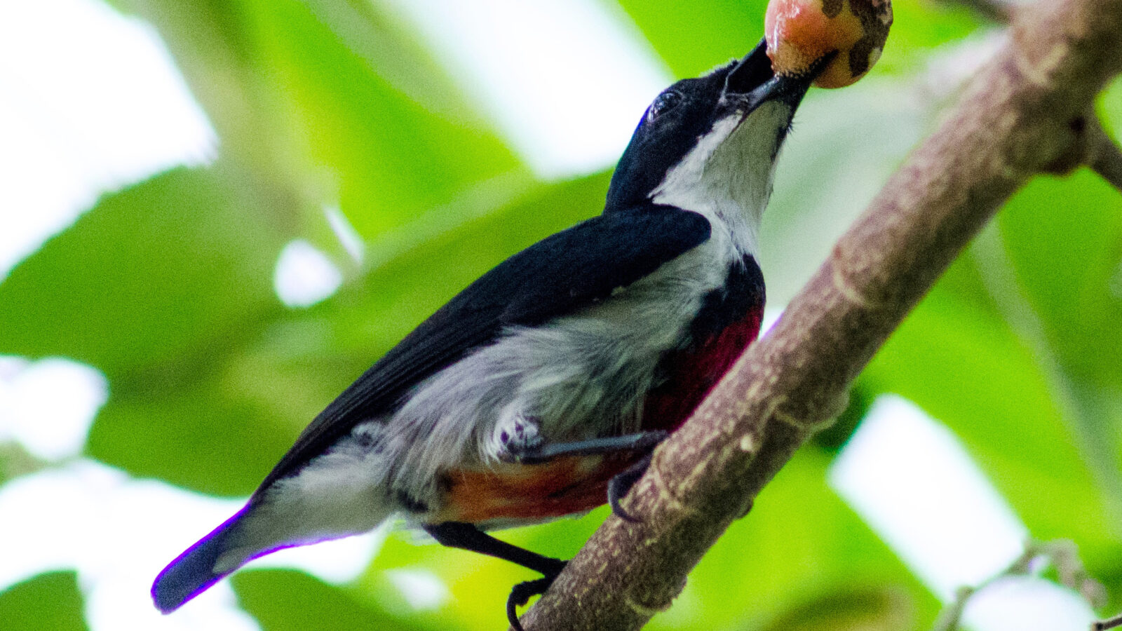 Black-belted Flowerpecker