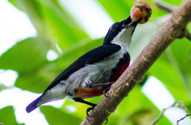 Black-belted Flowerpecker