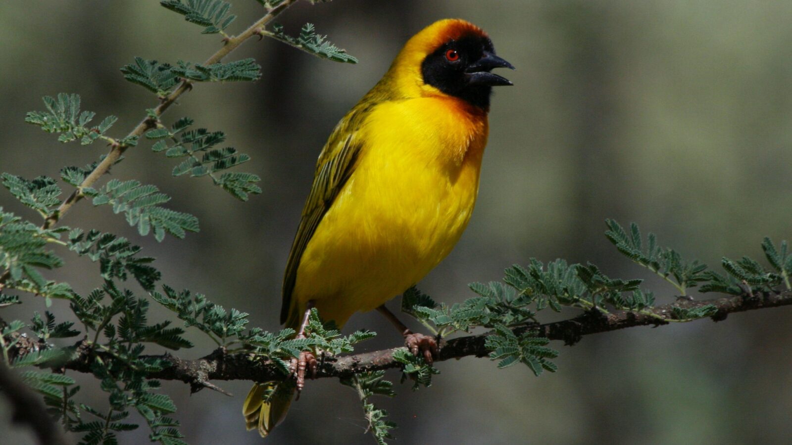 Vitelline Masked Weaver
