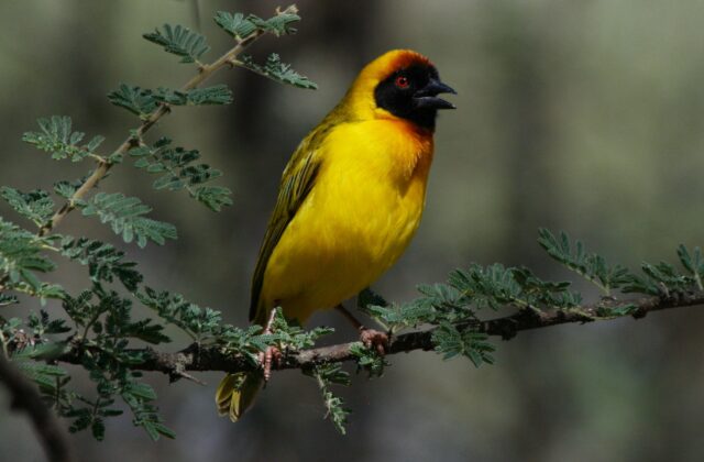 Vitelline Masked Weaver