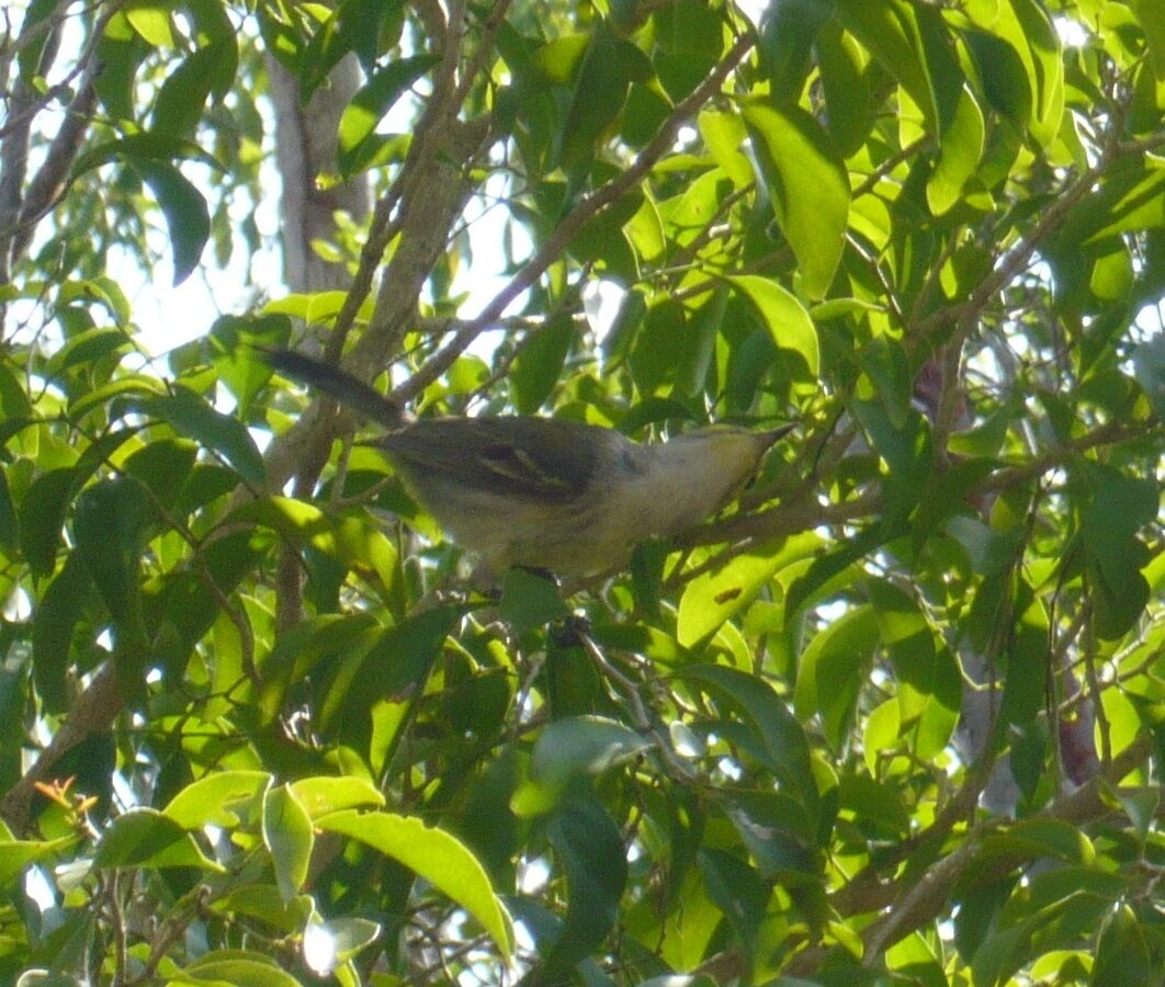 Vitelline Warbler