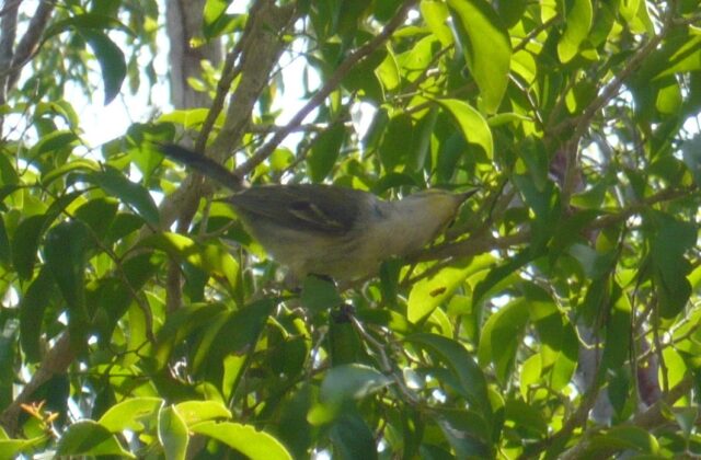 Vitelline Warbler
