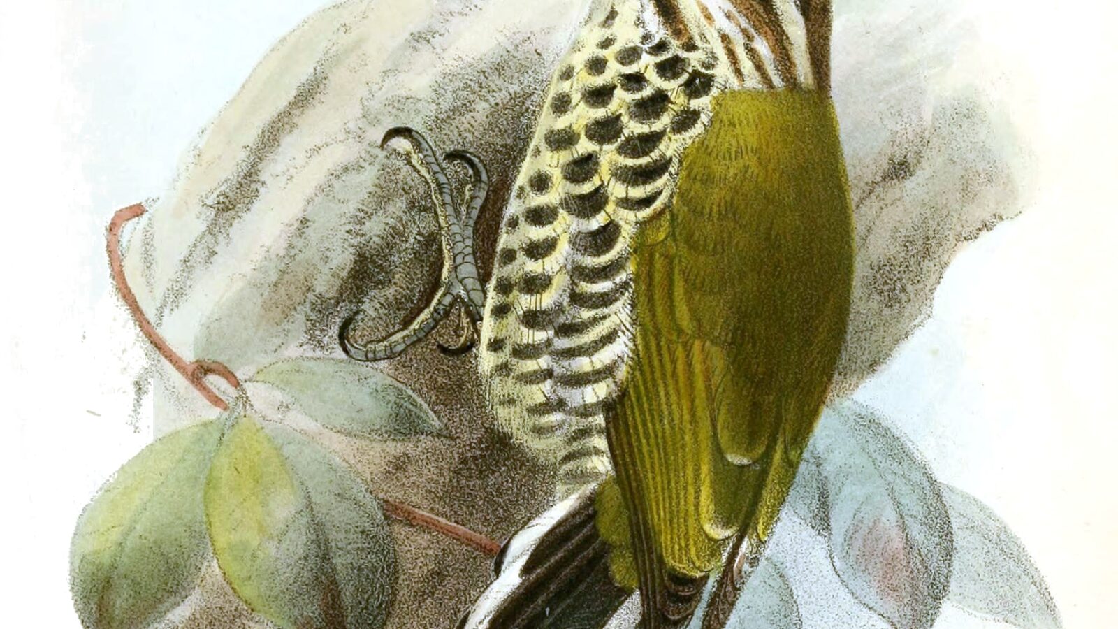 Speckled Piculet