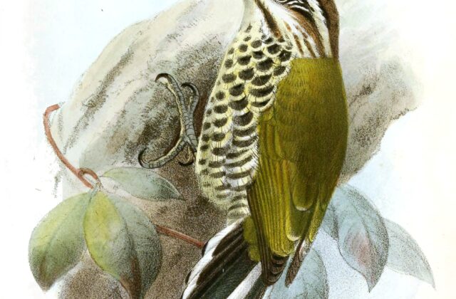 Speckled Piculet