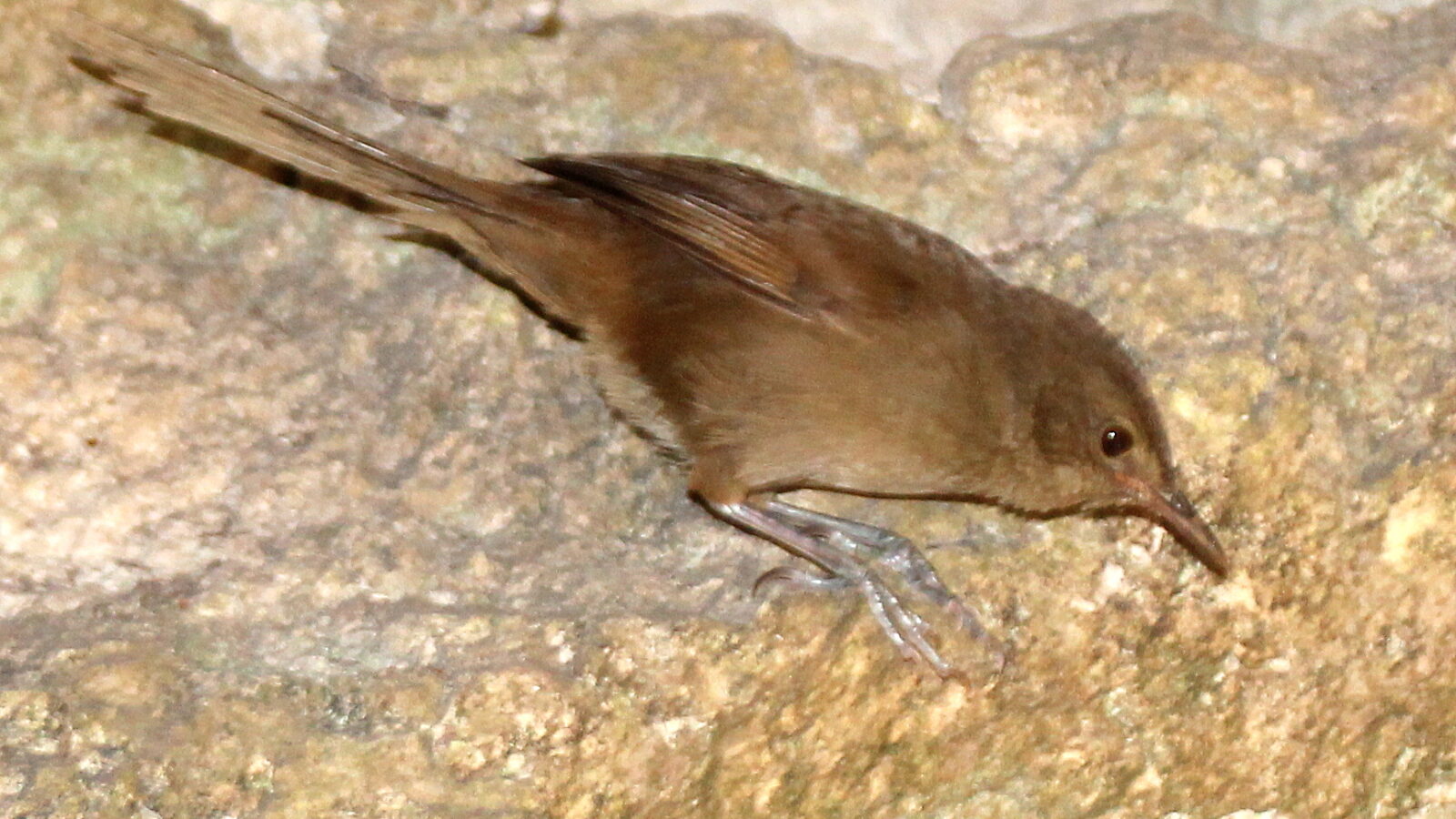 Malagasy Brush Warbler